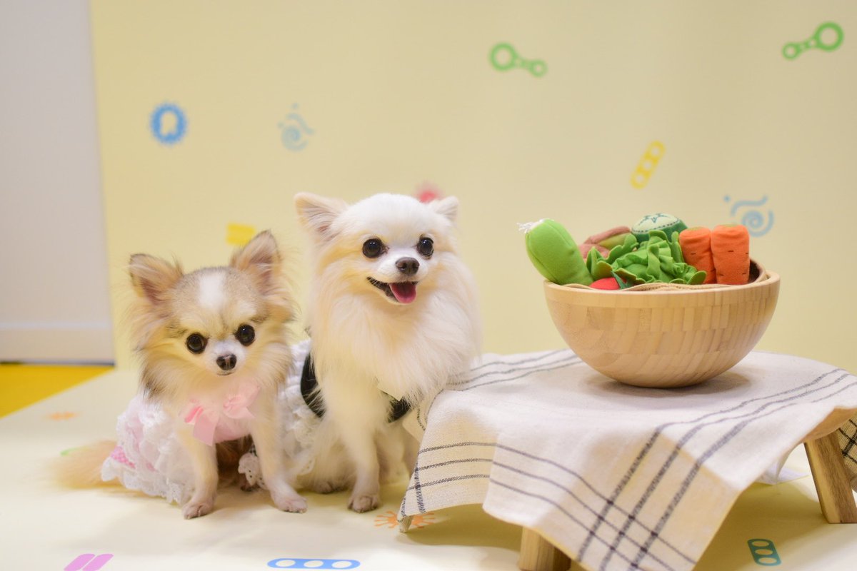 Mare_0328's tweet photo. インターペット大阪✨️
犬猫の腸内フローラの諸々を今から頑張るらしい（笑）会社。 https://t.co/8ubHCYVxuu