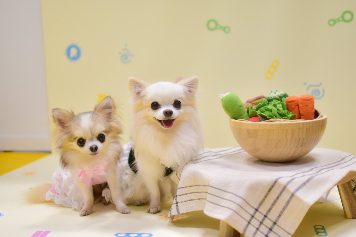 Mare_0328's tweet photo. インターペット大阪✨️
犬猫の腸内フローラの諸々を今から頑張るらしい（笑）会社。 https://t.co/8ubHCYVxuu