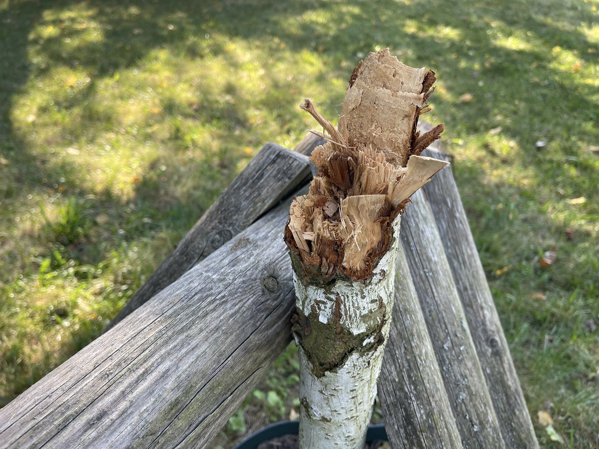 Thorsten Schatz tweet media