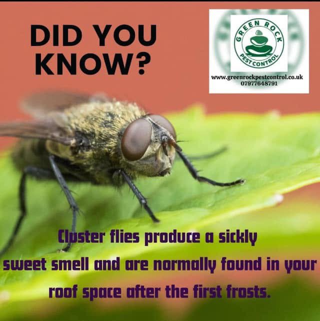 Do you suffer from cluster flies?
We are now taking treatment bookings.
So make sure to get yours booked in now and have a fly free winter.
greenrockpestcontrol.co.uk
hello@greenrockpestcontrol.co.uk
07977648791
#clusterflies #roofflies #flies #pestcontrol #pestmanagement
<a href="/top/">top</a> fans