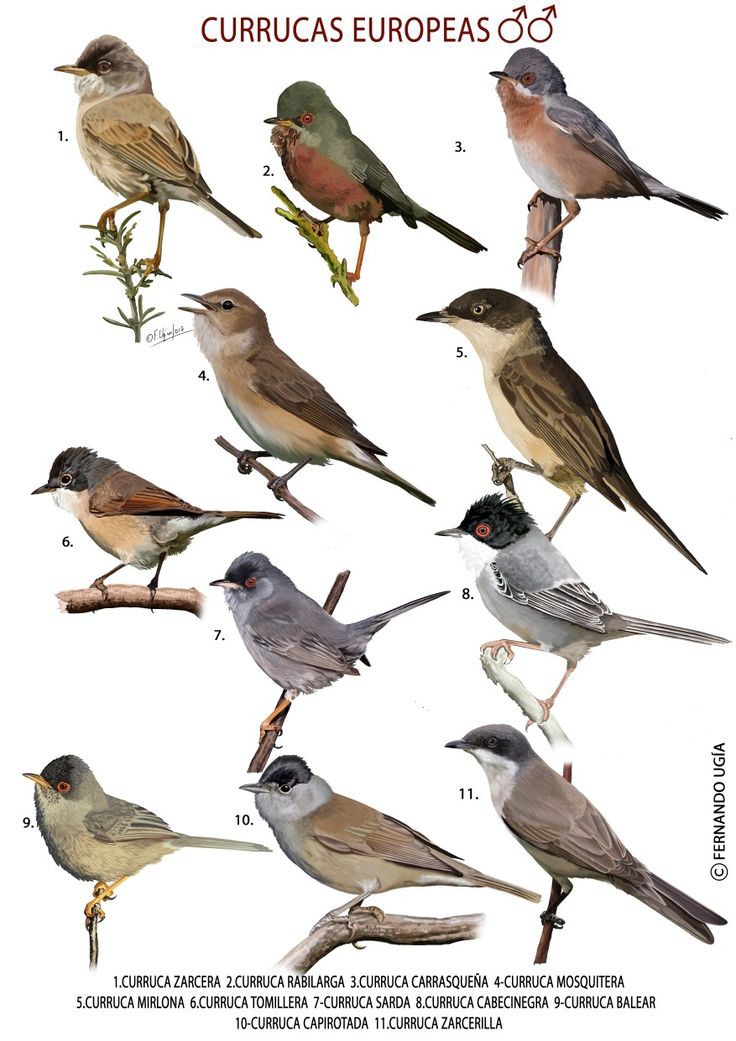 Currucas europeas, lámina de <a href="/UgiaF/">Fernando Ugía</a>