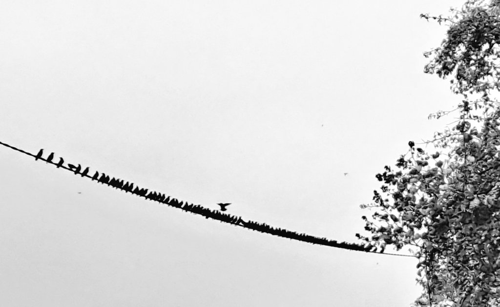 V_35_bw_'s tweet photo. Winter will come, September 2024 #migration #immigrants #emmigrants #ItDoesNotMatter #nature #autumn https://t.co/QH9KhmSBMJ