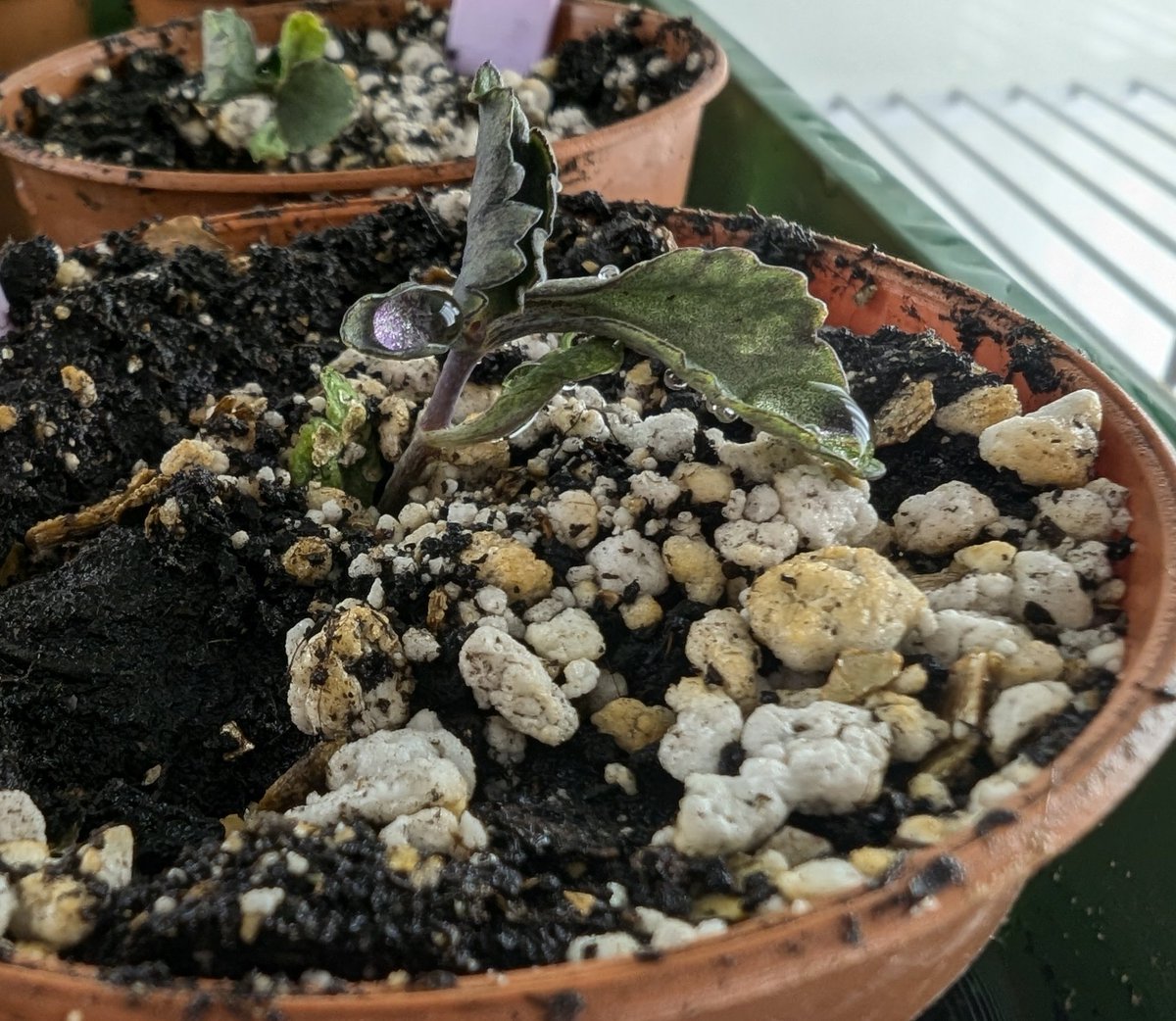 Yigit Berkay Gündogmus tweet media