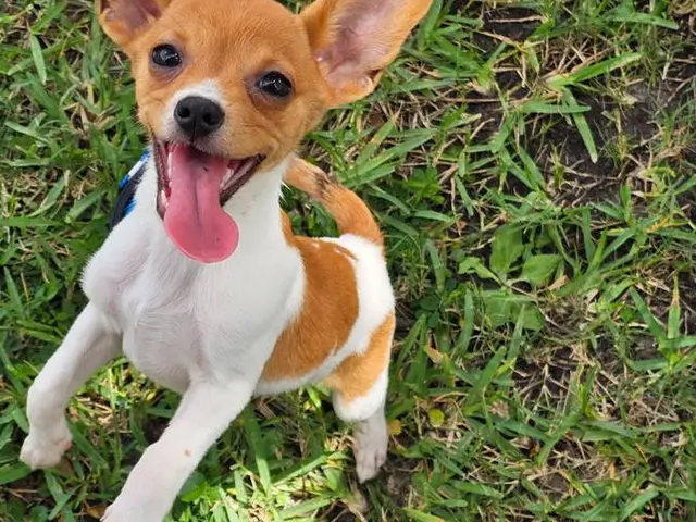 puppiessale's tweet photo. 3 Papillon Chihuahua mix puppies for sale https://t.co/xNfNvHYBTq https://t.co/OyoAo7ma9V
