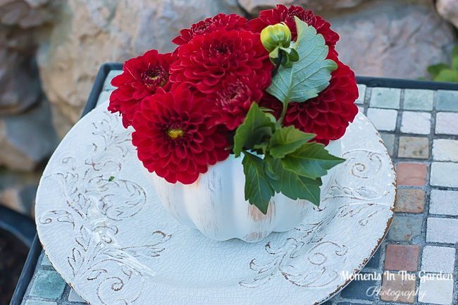 MomentsintheG's tweet photo. Welcome to Fall. Dahlias in a white pumpkin bowl.  I remembered I picked up this pumpkin container last year and my cut dahlias fit perfectly in it.  #pumpkinbowl #dahlias #flowerarrangement #fallvibes #momentsinthegardenphotography #welcometofall https://t.co/LJl40GRTQk