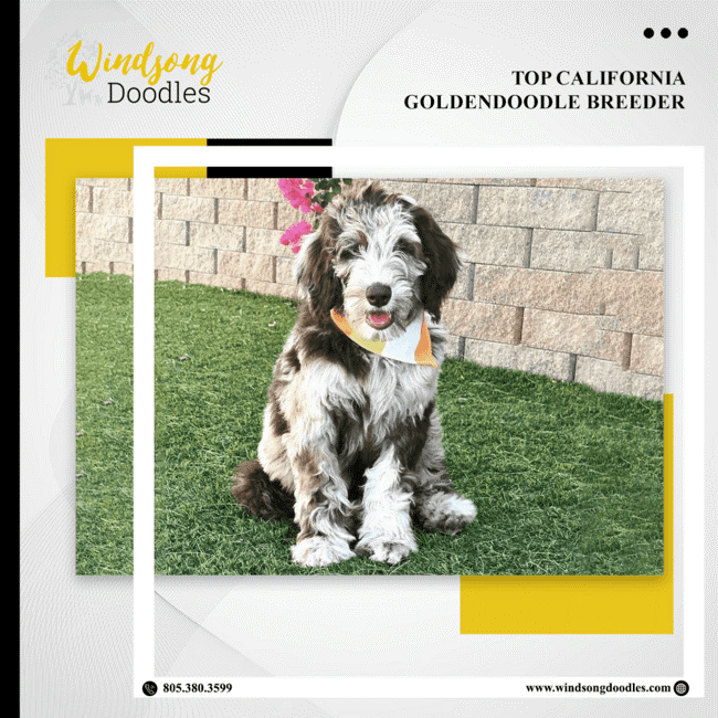 labradoodlemoon's tweet image. Trust the best when it comes to finding your furry companion! We pride ourselves on breeding top-quality Goldendoodles in California. Your new best friend awaits!

bit.ly/3QIHsFD 

#WindsongDoodles #TrainedGoldendoodle #CaliforniaPets #DogTraining