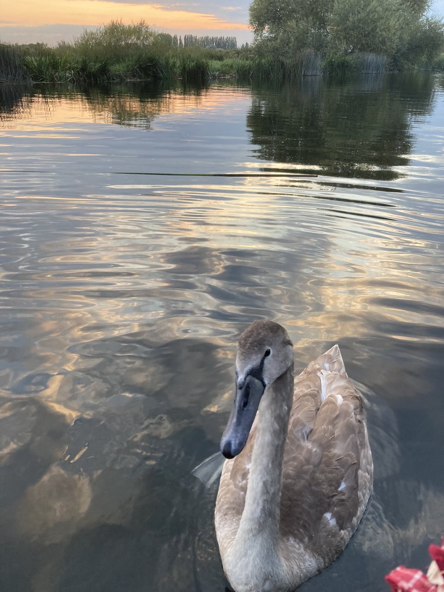 thedigbysafloat's tweet photo. For #WorldRiversDay here are a couple taken yesterday from our narrowboat on the Great Ouse near St Ives in Cambridgeshire 

#lifesbetterbywater #greatouse #narrowboat #riverview #waterway https://t.co/sDGbdxSxLg
