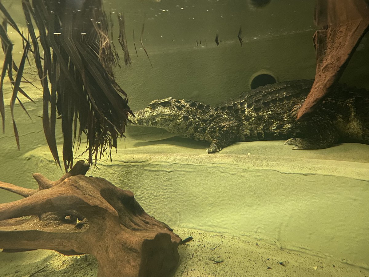 nicweb4's tweet photo. Great visit to @CrocsOfTheWorld #Trig https://t.co/xv199NgWFP