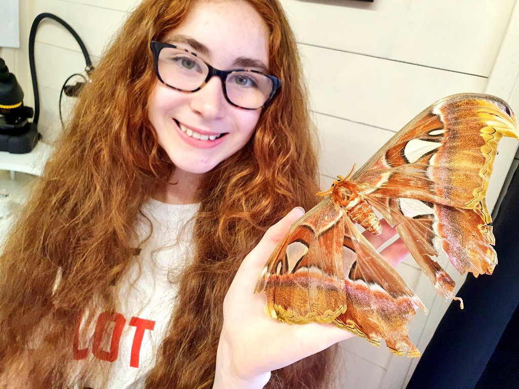 Rebecca's Butterfly Farm (BCyA) tweet media