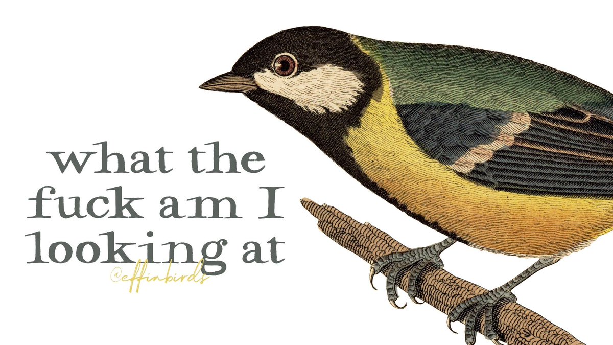 EffinBirds's tweet image. 