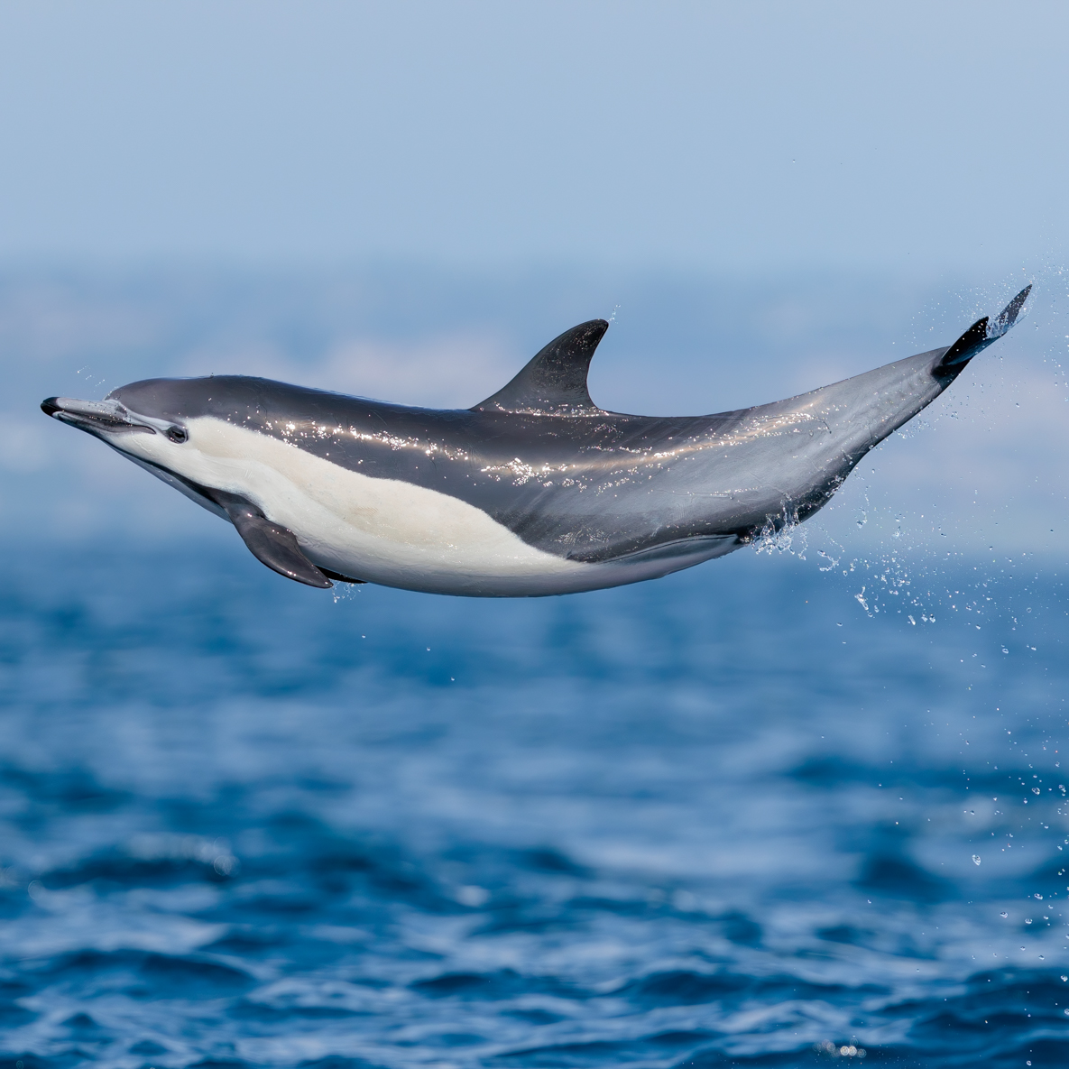 DolphinSafari's tweet photo. Smile! It's the weekend! We plan to enjoy being out & about among the wildlife for a fun Sunday, though it seems like common dolphins enjoy splashing through the waves regardless of what day it is. What do you think a dolphin's weekend would consist of? #dolphinsafari #captdaves https://t.co/4Ifpliyn7k