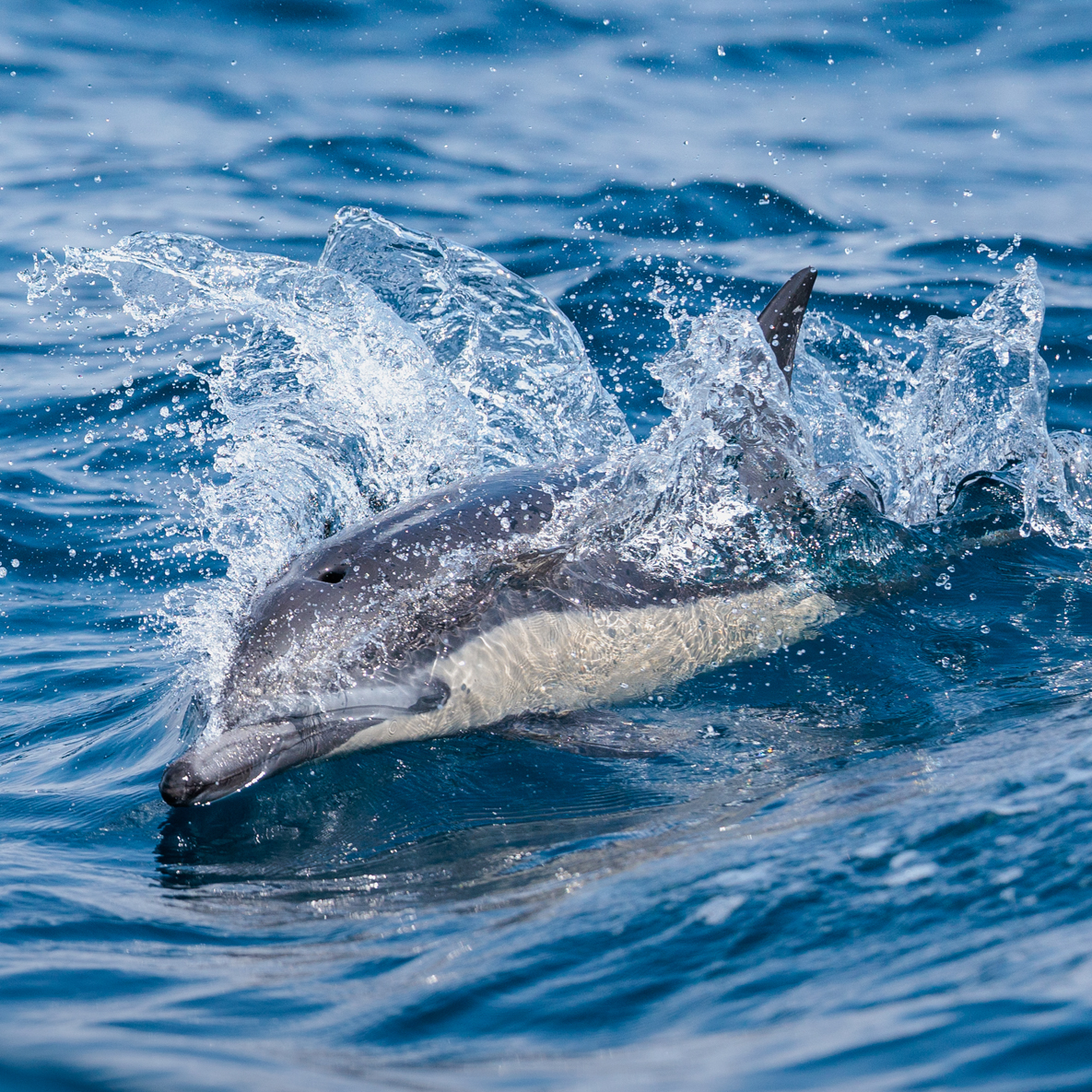 DolphinSafari's tweet photo. Smile! It's the weekend! We plan to enjoy being out & about among the wildlife for a fun Sunday, though it seems like common dolphins enjoy splashing through the waves regardless of what day it is. What do you think a dolphin's weekend would consist of? #dolphinsafari #captdaves https://t.co/4Ifpliyn7k