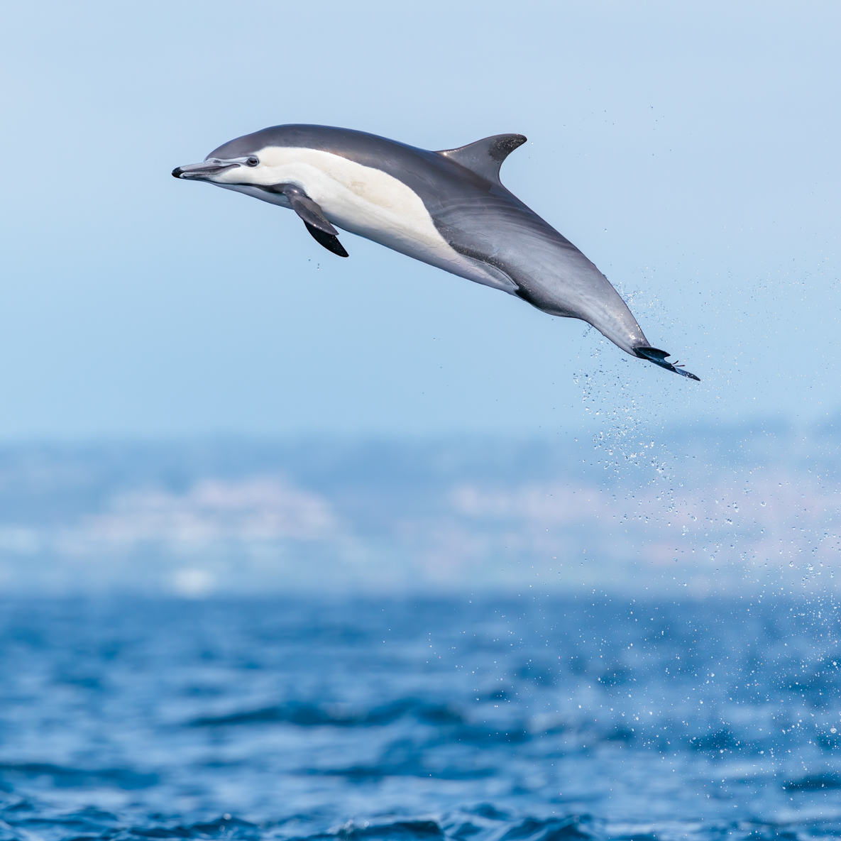 DolphinSafari's tweet photo. Smile! It's the weekend! We plan to enjoy being out & about among the wildlife for a fun Sunday, though it seems like common dolphins enjoy splashing through the waves regardless of what day it is. What do you think a dolphin's weekend would consist of? #dolphinsafari #captdaves https://t.co/4Ifpliyn7k