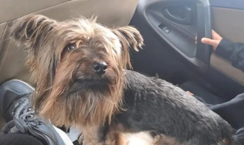 eltuitdemarsh's tweet photo. Toby se perdió el 20 de septiembre en el sector de Rancho lindo, comuna de Bulnes. Según información no confirmada lo vieron en las cercanías de Quillón. Si lo ves, por favor retener y contactar al 996166915. Favor RT!
#Bulnes https://t.co/TucPNKNn9X