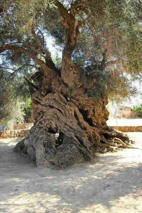 The Olive tree of Vouveson on the island of Crete, Greece, is one of the oldest olive trees in the world.

Scientists from the University of Crete have estimated it to be 4,000 years old, which means that, when it sprouted, the last mammoths were still walking on Earth, someone