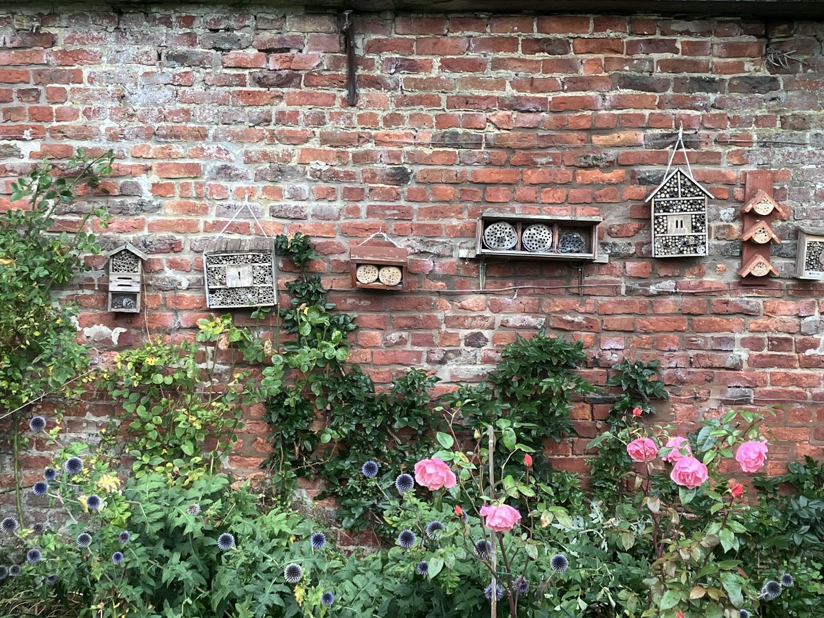 The Flopsy Bunnies outside Mr MacGregors potting shed and splashes of autumnal colour at Gwaenynog gardens 🍂 🎃 🐇