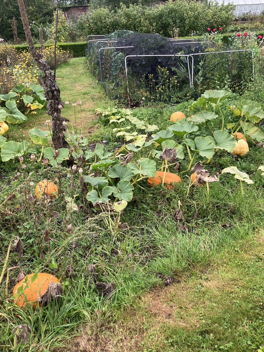 Cambria Celtica Ⓥ 🐶🏺🛳 👁️⃤ 🍸🚂🏴󠁧󠁢󠁷󠁬󠁳󠁿 tweet media