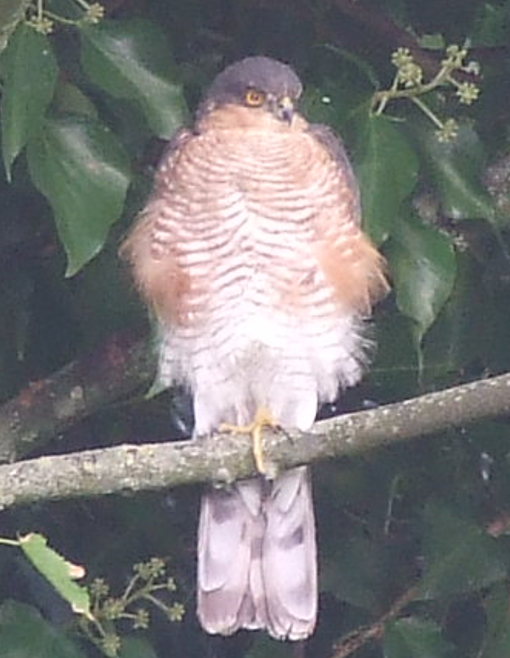 SallyN69461571's tweet photo. This young chap was having a super preen in a few rare sunbeams at #Heybeck yesterday
#SaveHeybeck #SaveChidswell @Natures_Voice @britishbirds https://t.co/qUfOtwOReI