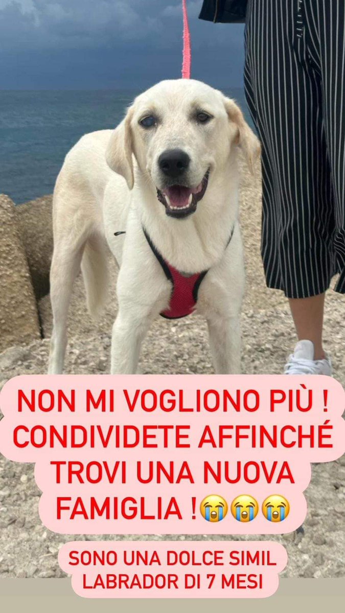 FiorellaArcodi1's tweet photo. 📍Puglia 
 
   🆘🆘SI SONO STANCATI DI LEI E VOGLIONO DARLA VIA !!! Se non puoi adottare , condividi 🔈

Ciao io solo Chloè e sono una cucciola di 7 mesi simil Labrador 
Sarò una futura taglia media di 20/25 kg

Mi lasciano tutto il giorno da sola e io voglio essere parte della famiglia .. voglio amare ed essere amata !

Sarò pronta a raggiungervi ovunque voi siate con iter sanitario completo 

Sarò la vostra migliore  compagna di vita che avete mai avuto ♥️ l’unica cosa di cui ho bisogno è che mi mettiate  delle goccine nell’occhio tutti i giorni per la pressione alta 🙏🏽♥️

NON PERMETTIAMO LA SUA ENTRATA IN CANILE 

Per info 📲3292895380 Nicole Pompei per informazioni e adozione grazie ❤️❤️❤️

#viralpostfb #viralreelsfacebook #emergenza #adoptdontshop #animals #realdogs #adottamisubito #adottatenoncomprate #adottanoncomprare