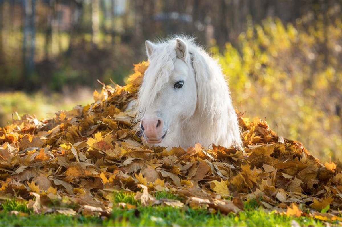 horse resting in pile of fallen leaves cozy spot for relaxation in the golden gift of fall and nature