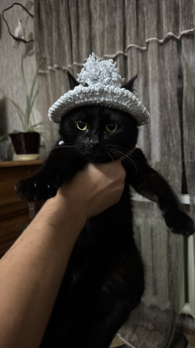 tashkentka's tweet photo. Когда бабуль вяжет дома. Ёсик в шапочке https://t.co/qNRHDnfcxf