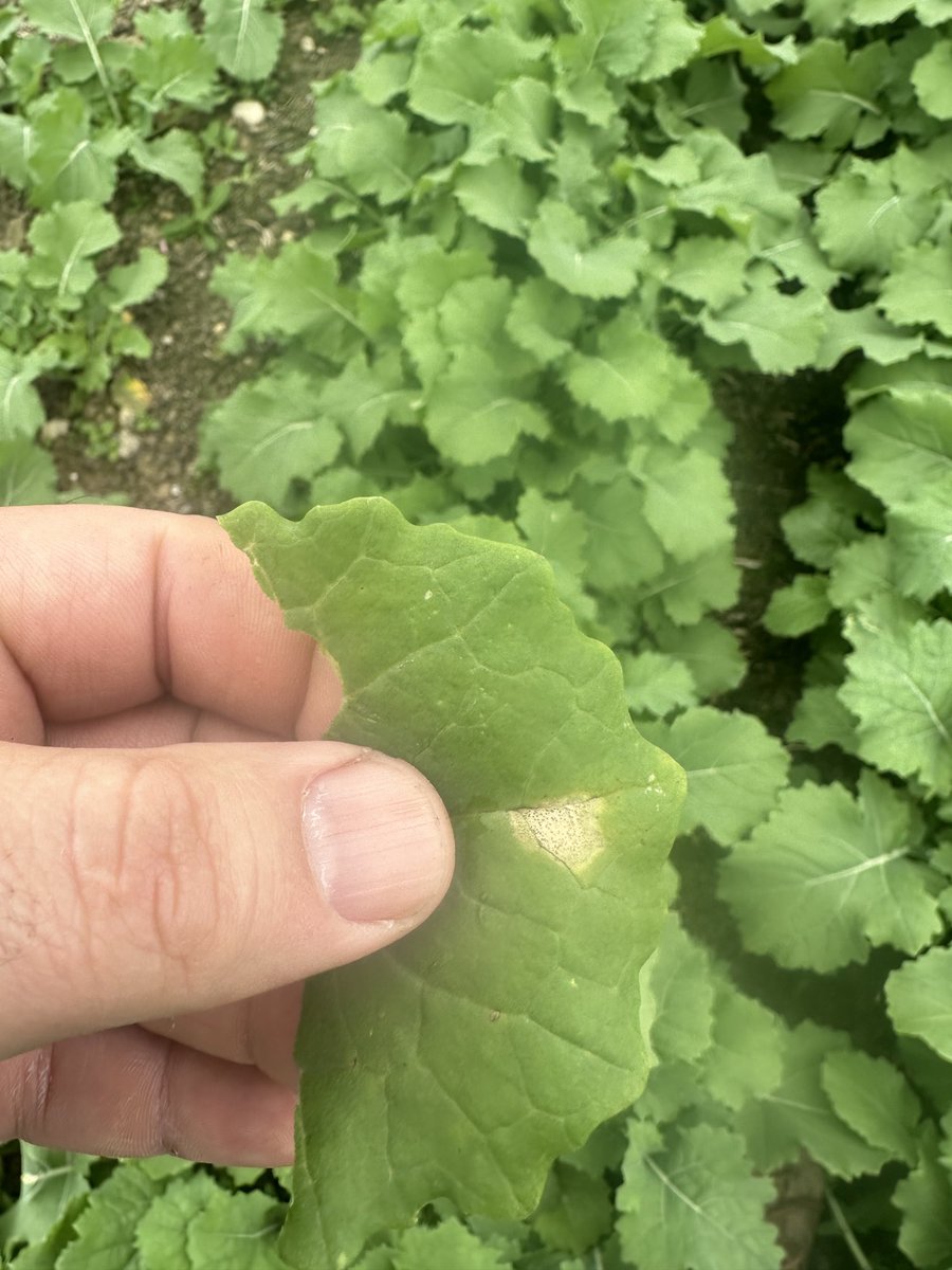 OSR at almost complete ground cover at this stage. Random bit of phoma caught my eye!