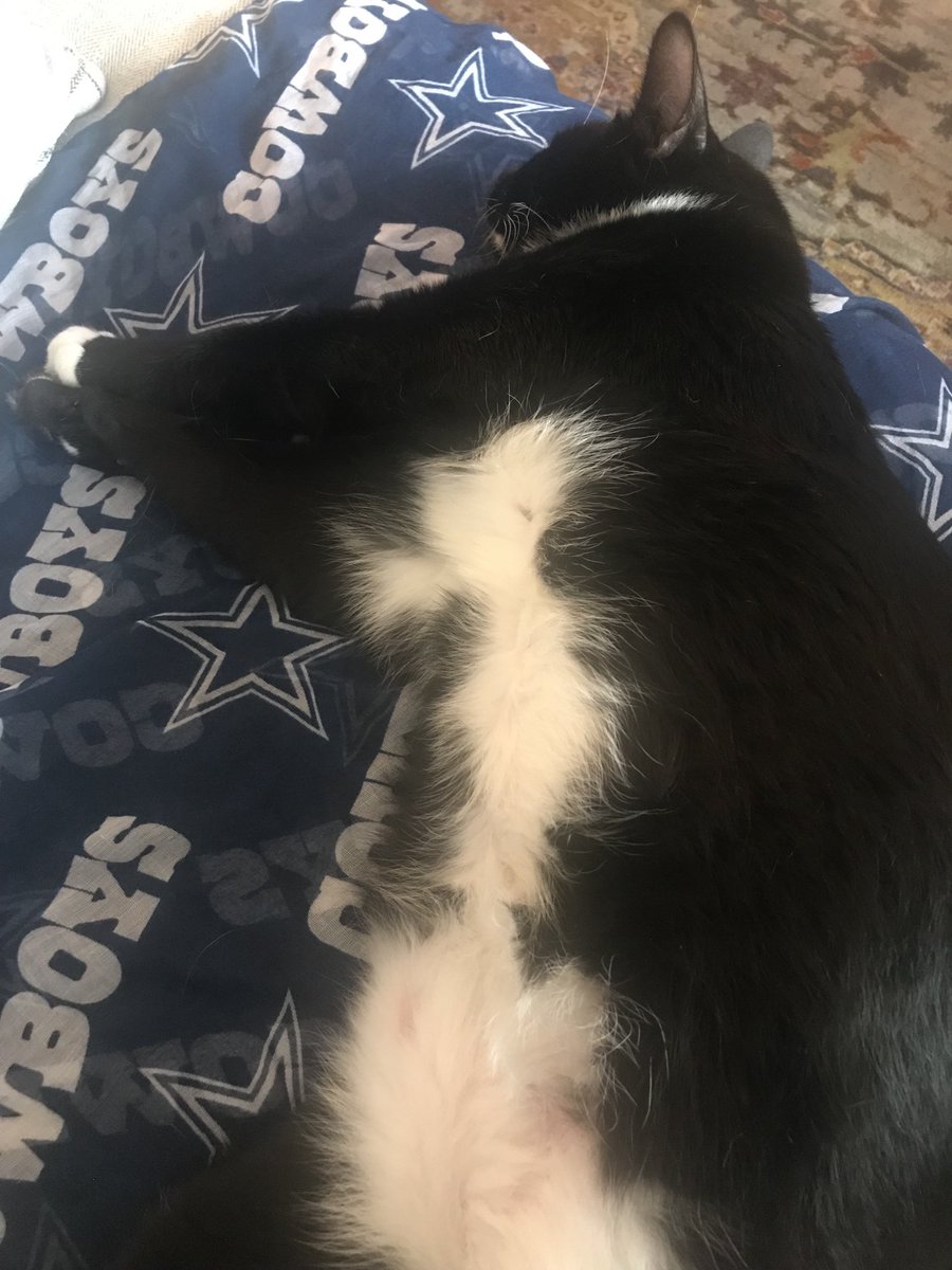 ImBuzztheCat's tweet image. Buzz hopes he’s the only one asleep today in Cowboy Nation. Happy Fall Y’all 🍂
#HappyFall #Cowboys #DallasCowboys #Cats #CatsOfX  #SundayVibes #FootballSunday