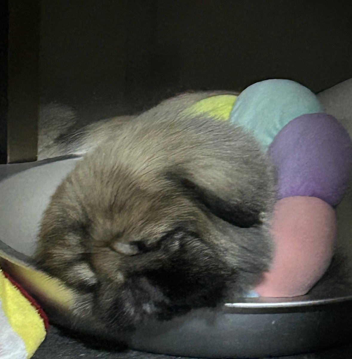 ten1003lemon's tweet photo. ねこ鍋に入って安眠するイッヌ。

それ…口痛くないのん？

#ペキニーズ
#いぬ鍋 https://t.co/2DgePOHzDU