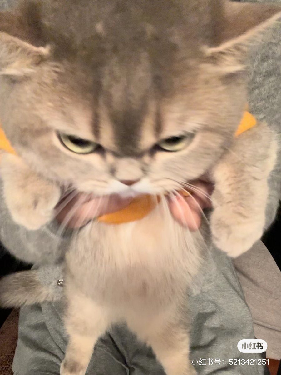 nocontextscats's tweet photo. 😡😡😡 https://t.co/IWvLPNZMnC