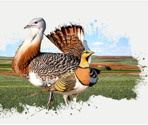 Del 25 al 29 de marzo de 2025 tendrá lugar en Ciudad Real el “International Conference on Palearctic Steppe Birds”, un encuentro dirigido a investigadores, gestores y conservacionistas para abordar la situación de las #aves esteparias.
ℹ️seo.org/eventos/intern…