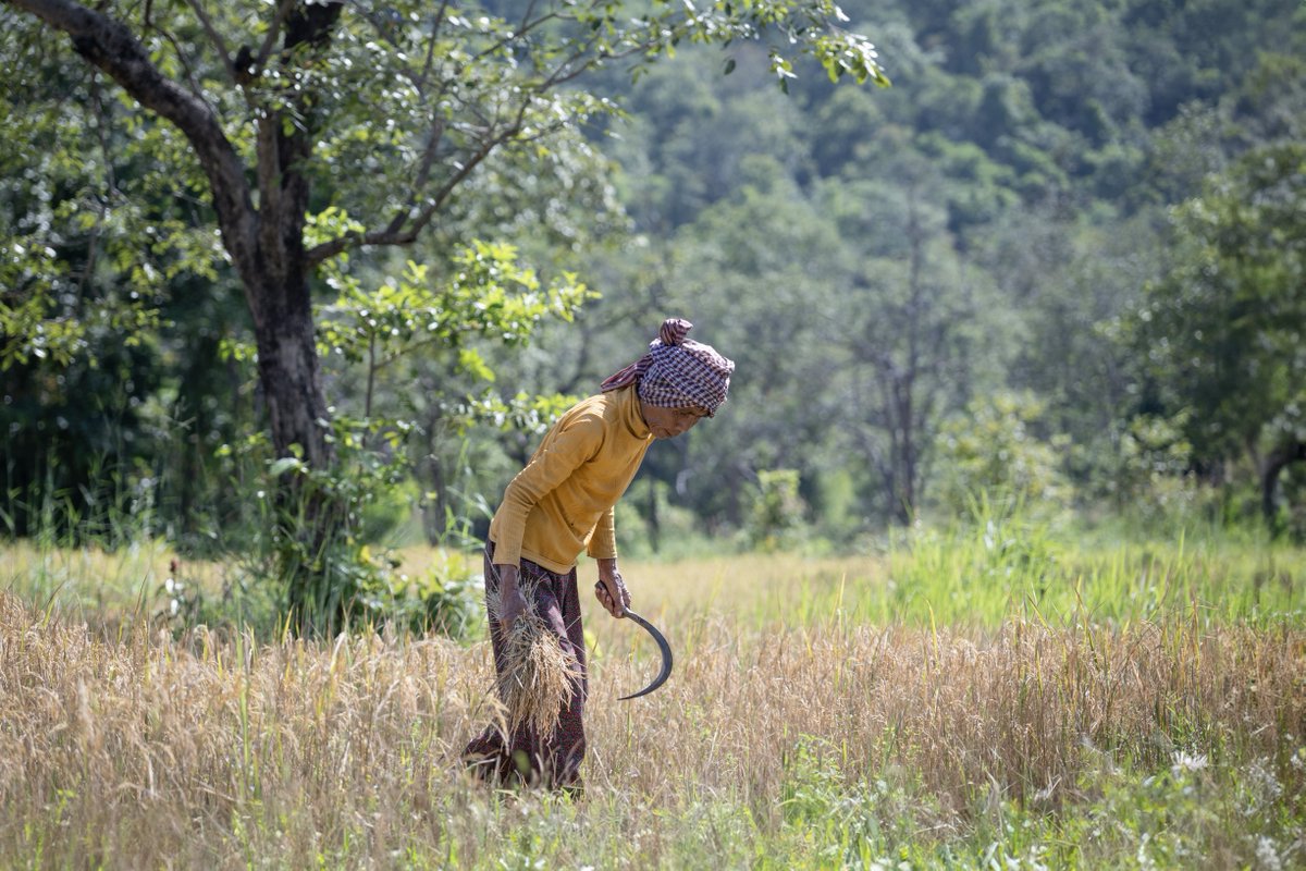 herorats's tweet photo. The new rice dryer in Kantout will help farmers store and sell their paddy at better prices. This is part of #APOPO's mission to turn minefields into productive rice fields, boosting livelihoods. Thanks to @FCDOGovUK for making this possible! ๐ฐ๐ญ๐ฌ๐ง #FoodSecurity #Demining #MADIB https://t.co/OFkRQ0fgoo