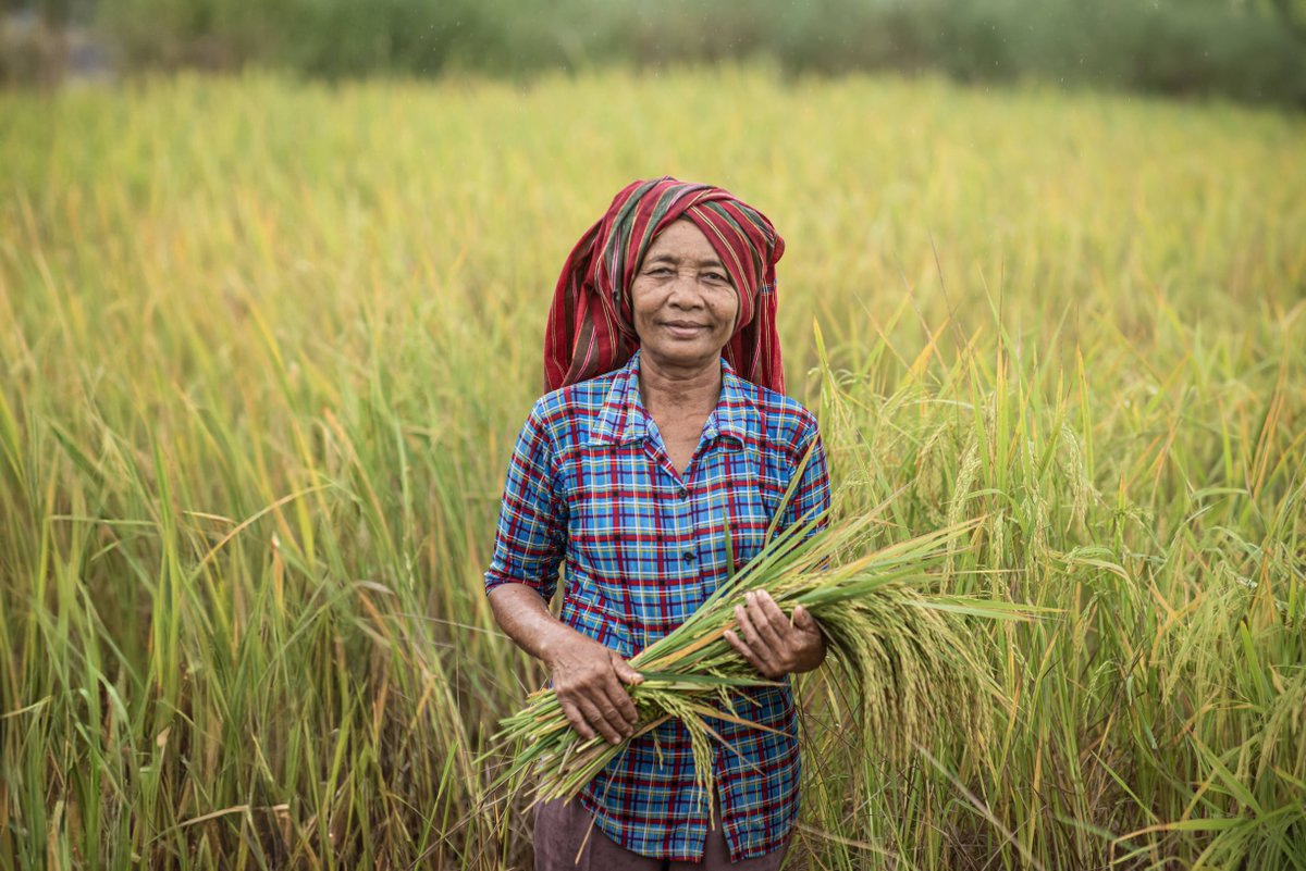 herorats's tweet photo. The new rice dryer in Kantout will help farmers store and sell their paddy at better prices. This is part of #APOPO's mission to turn minefields into productive rice fields, boosting livelihoods. Thanks to @FCDOGovUK for making this possible! ๐ฐ๐ญ๐ฌ๐ง #FoodSecurity #Demining #MADIB https://t.co/OFkRQ0fgoo