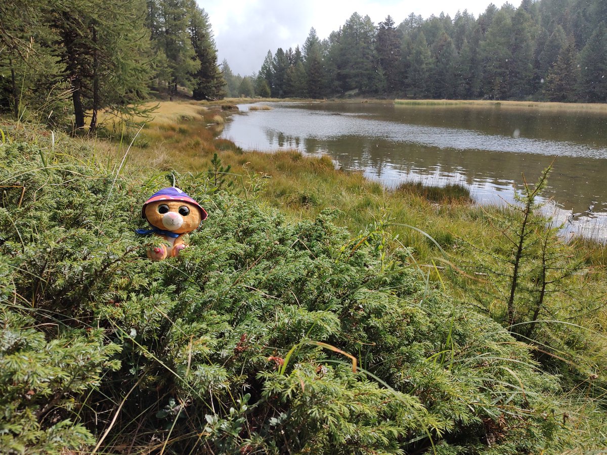 GeologistsCat's tweet photo. More from Simbalitos #GrandTour in #Switzerland. The first #hedgewatch is tradional to a place called #Moosalp. It was still snowing a little & very autumnal. You can see small lakes & admire the mountainous #landscape. We met also a butterfly
#travel #hike #travelphotography https://t.co/PrQS9iCtXg