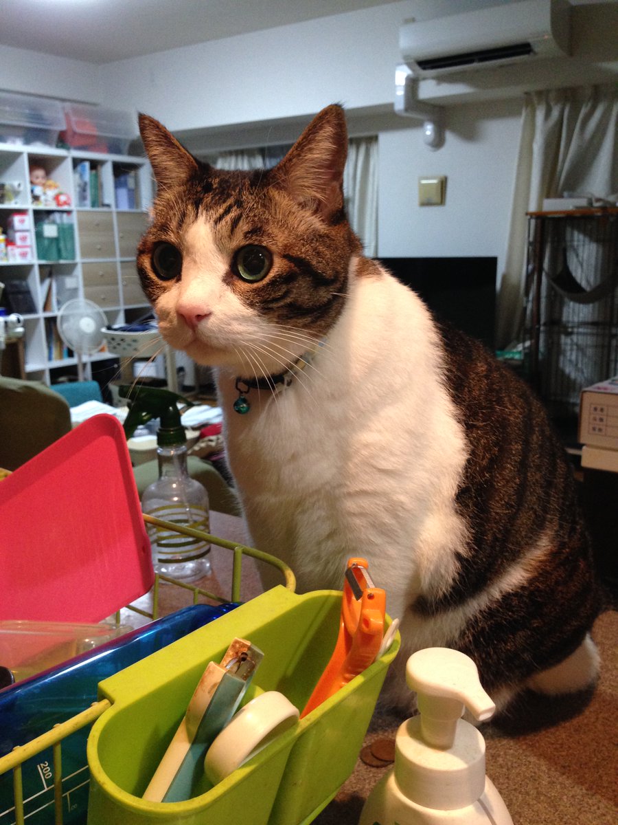 kikuling's tweet image. 久々にiPhone5の電源入れてみたけど、まだ使えるな！（ディスプレイは黄ばんでいる・・・）。しかし15promaxとの比較、重さ258gと113gって2倍以上の差があるんだなあ。かカメラの写りが古いコンデジっぽくて良い！
＃iPhone5