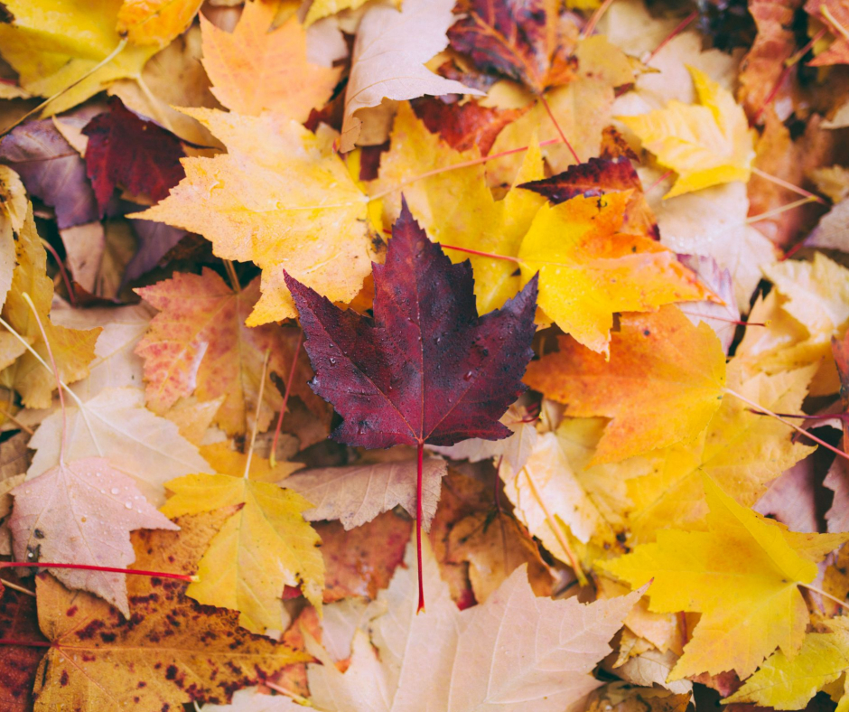 270net's tweet photo. Are you ready for fall? Today is the September Equinox! https://t.co/TmyAYQ7Occ