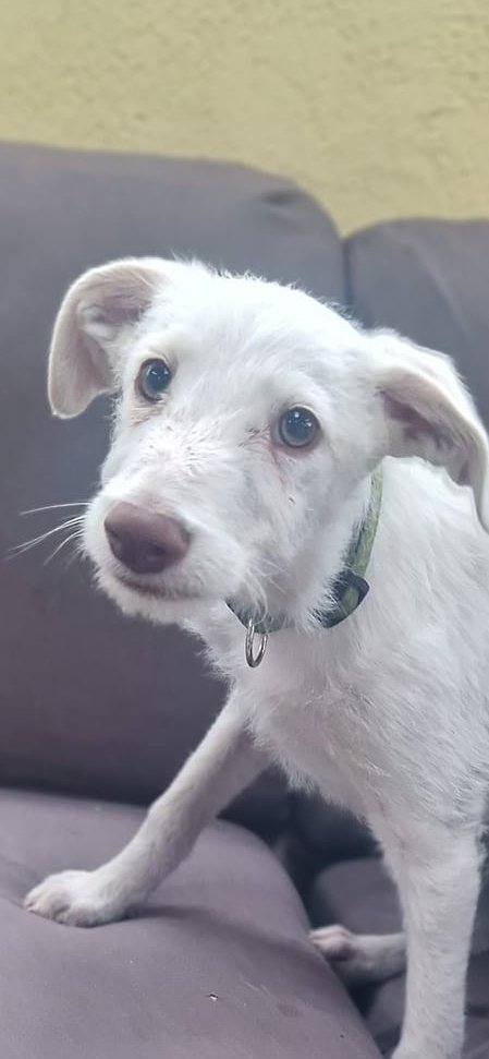 Young Tipton was found abandoned on Poolboy bog and, as we are bursting at the seams, we are looking for a foster home for him.

Galway SPCA will cover all his costs, we just need to see this baby in a warm, loving home environment as soon as possible.

gspca.ie/pages/pet/tipt…