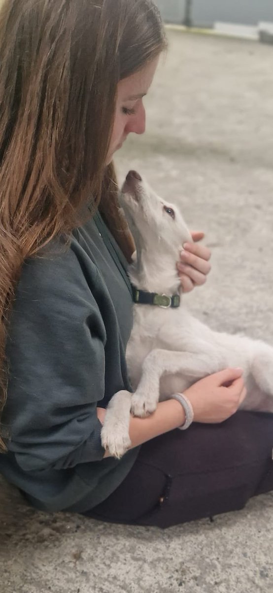 GalwaySPCA's tweet photo. Young Tipton was found abandoned on Poolboy bog and, as we are bursting at the seams, we are looking for a foster home for him.

Galway SPCA will cover all his costs, we just need to see this baby in a warm, loving home environment as soon as possible.

https://t.co/cTsJjgJZjq https://t.co/qh2FTHD9s4