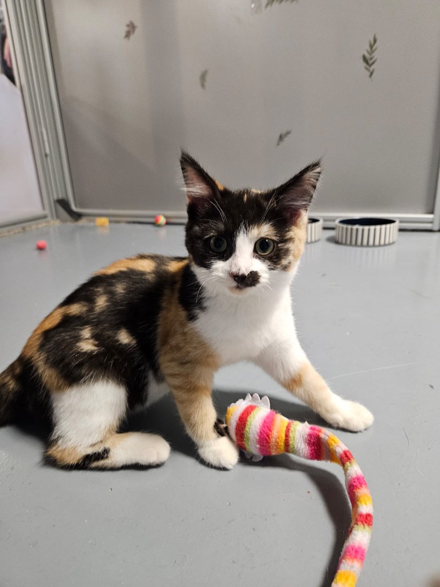 Galway SPCA tweet media