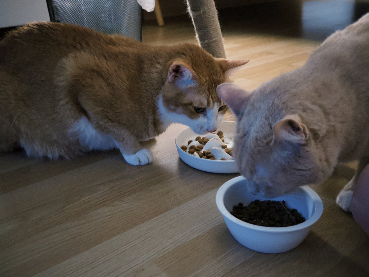 KerryWhy9774's tweet photo. 猫猫🥺 https://t.co/xWne5Epphl