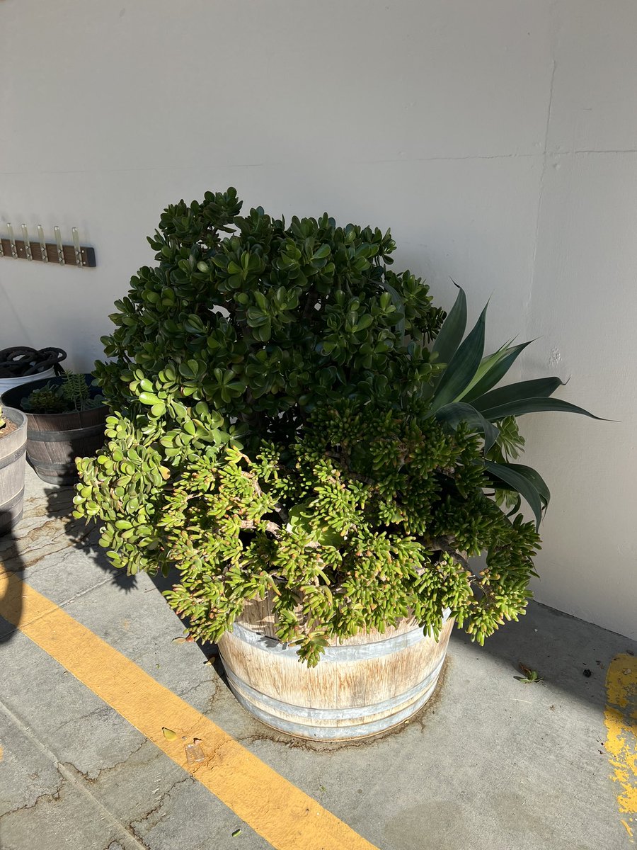 Sequoia524's tweet photo. #beautification  Great Pleasant Hill Community (2nd Grade IB Unit!) Service Day! Thx to the Adamses, the Mims, Lance and Teacher Sam and our Sequoia Community! https://t.co/ti5E5qxfaO