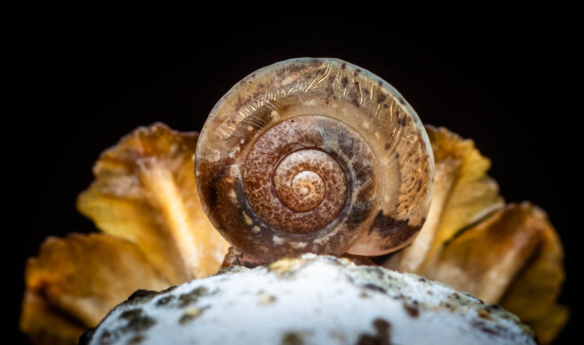 Snails in the garden, Hertford, 22/09/2024
<a href="/HMWTBadger/">Herts & Middlesex Wildlife Trust</a> <a href="/ThePhotoHour/">#ThePhotoHour</a> <a href="/HNHSOC/">HNHS & Herts Bird Club</a>