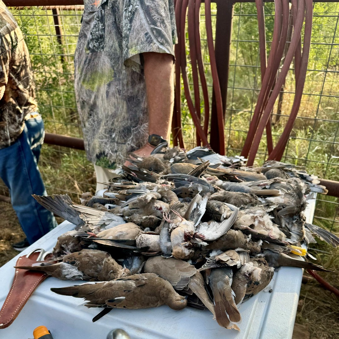 AllenCoHunting's tweet photo. Texas bird hunting success at its finest!  With stunning landscapes and abundant wildlife, there's no better place to experience the thrill of the hunt.

#BirdHunting #TexasHunting #Outdoorsman #TheGreatOutdoors #AllenCompany https://t.co/d0uzZjVkS8