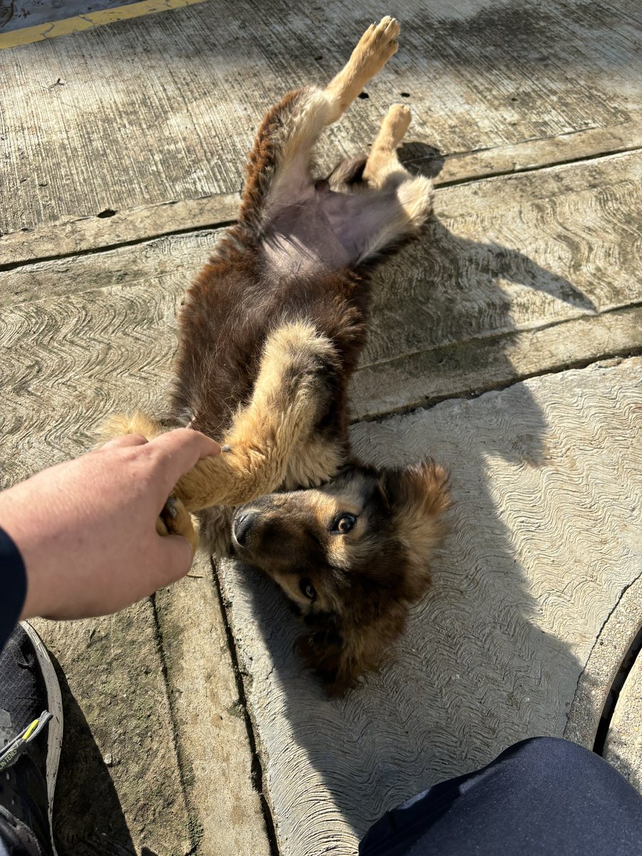 Antonio_B51's tweet image. Este perrita llegó a nuestro Fraccionamiento, tiene aproximadamente 2 meses, es muy dócil, tierna y obediente, ayudemos a encontrar un hogar que la pueda adoptar. Es en Cuautlancingo, Puebla. Informes al 2212083930
#SOSAdoption @H_Limoneros @HASF_AnaSDiaz @AmorSinRaza