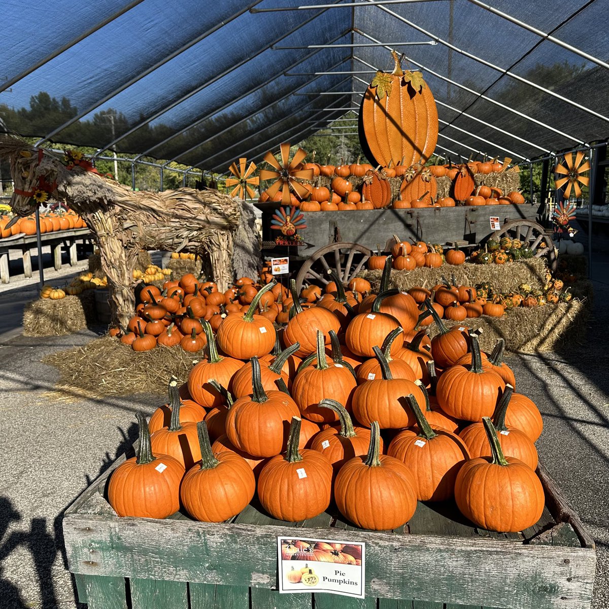GalesW's tweet photo. Gale’s Pumpkin Patch is looking beautiful! Happy Fall everyone! https://t.co/UOEjqG00LK