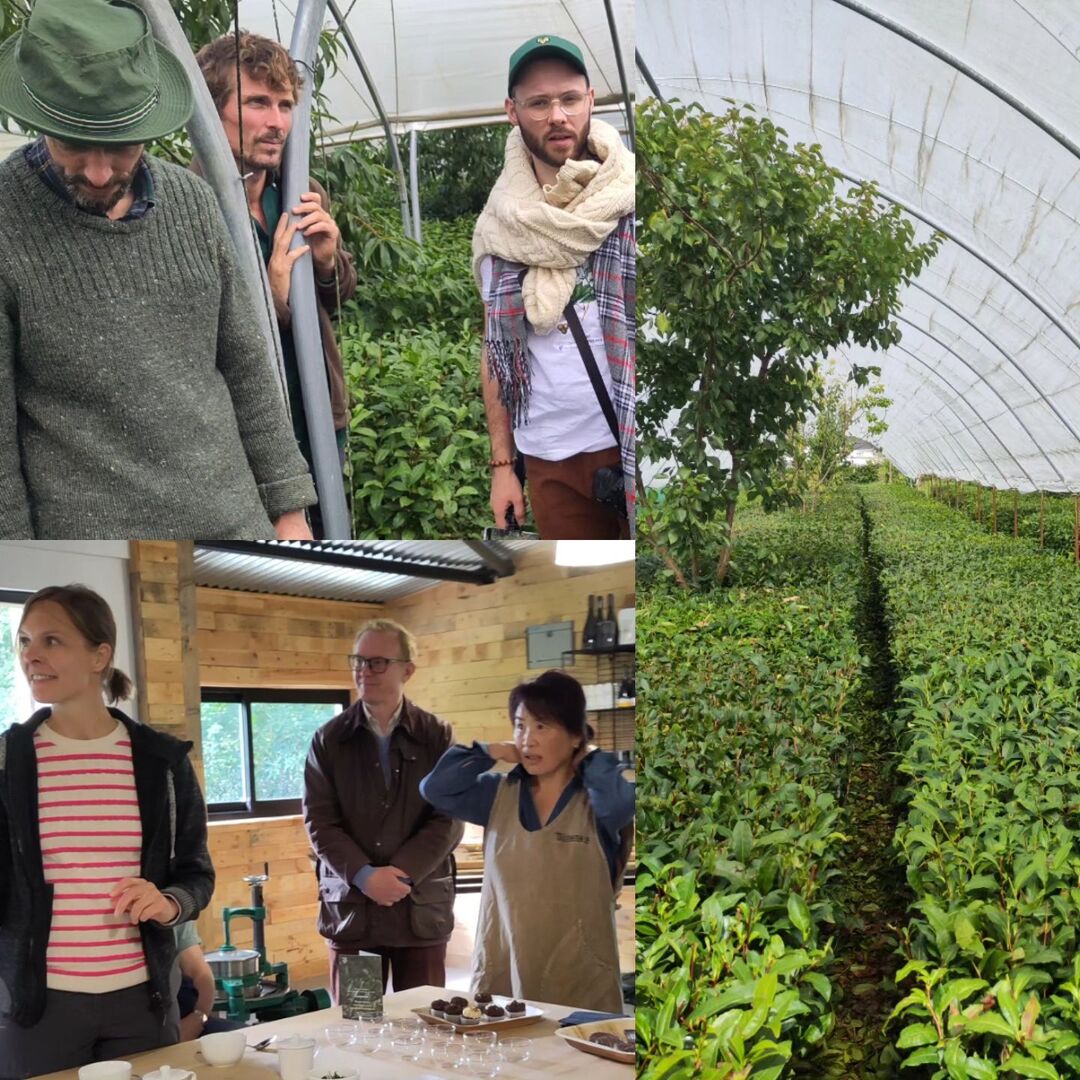 TeaScotland's tweet photo. What a brilliant event by EuT at Peterston Tea Estate in Wales last week ! Lucy gave inspiring tours of her tea plantation and 
growers from Tea Scotland enjoyed meeting the European growers in person finally! 
It was great to talk tea and regenerative a… https://t.co/D2hrCCDUJq https://t.co/OzIZr9Lfy8