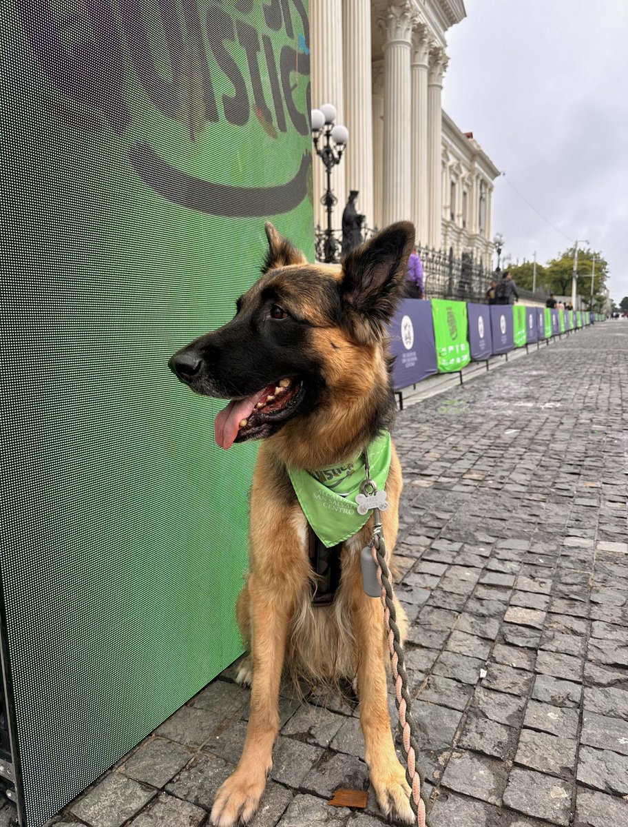 MichelleCastrow's tweet image. Mi pequeño corrió 3 kilómetros 😍, en la carrera de San Salvador Corre por la Fibrosis Quística. ❤️