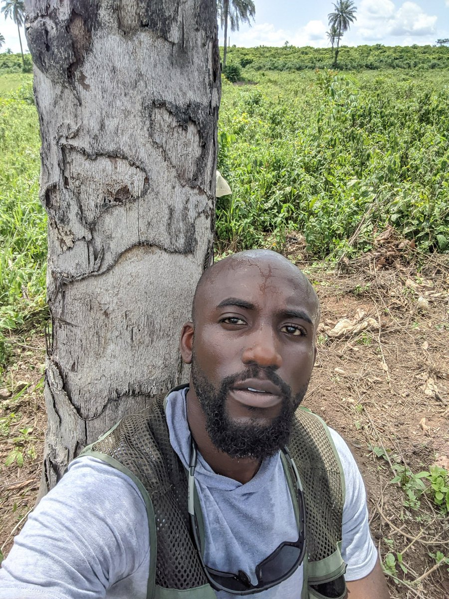 Teyibo tweet media