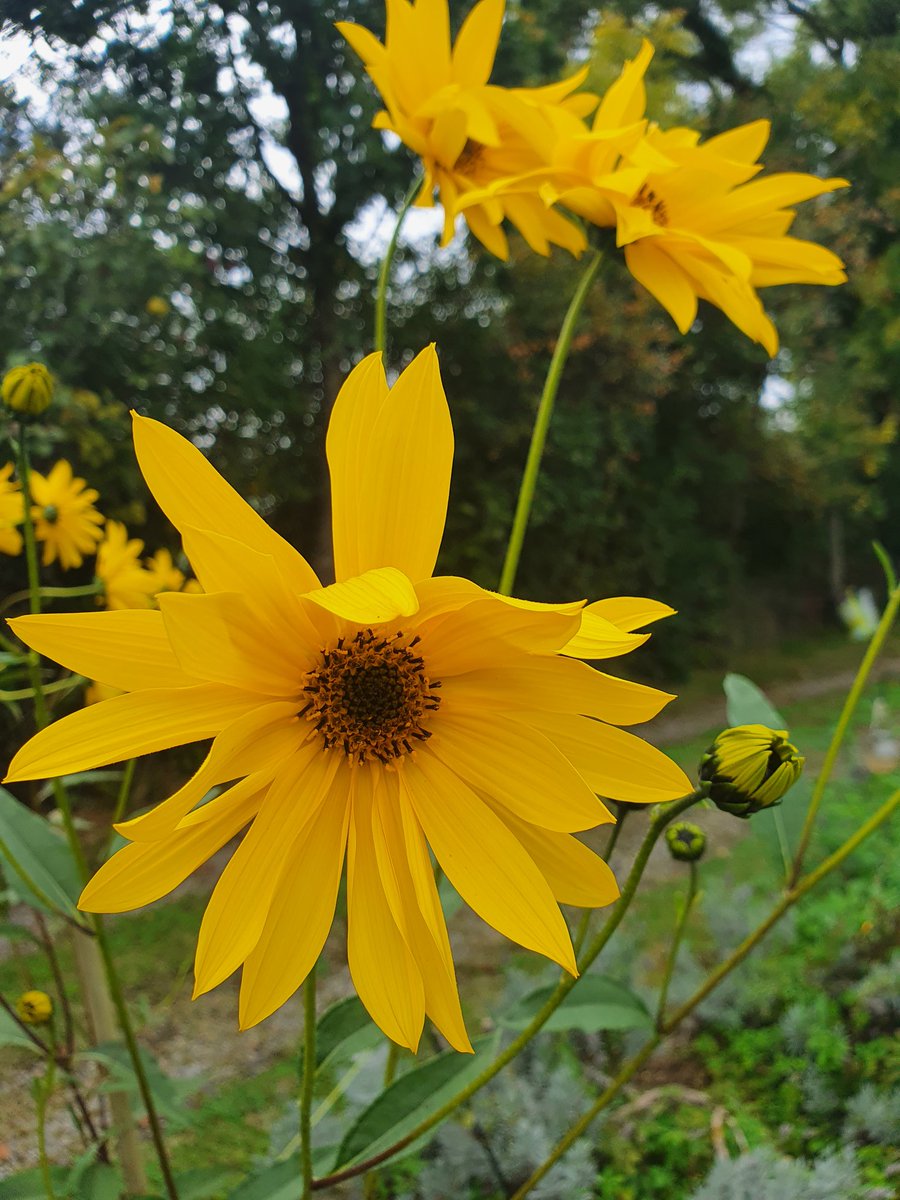 sarahbeattiegra's tweet image. Lots of colour #FlowerReport from #SWFrance