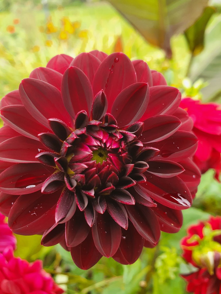 sarahbeattiegra's tweet image. Lots of colour #FlowerReport from #SWFrance