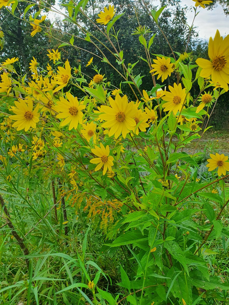 sarahbeattiegra's tweet image. Lots of colour #FlowerReport from #SWFrance